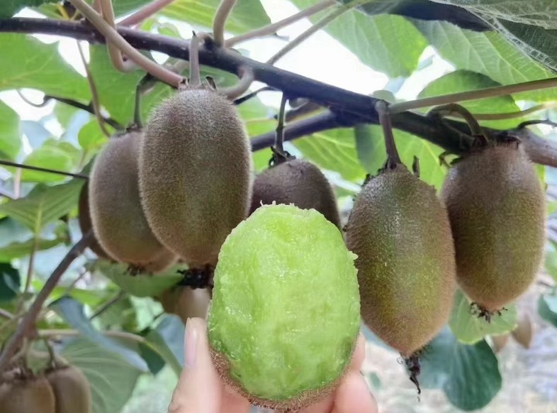 翠香猕猴桃成熟判断方法示意图