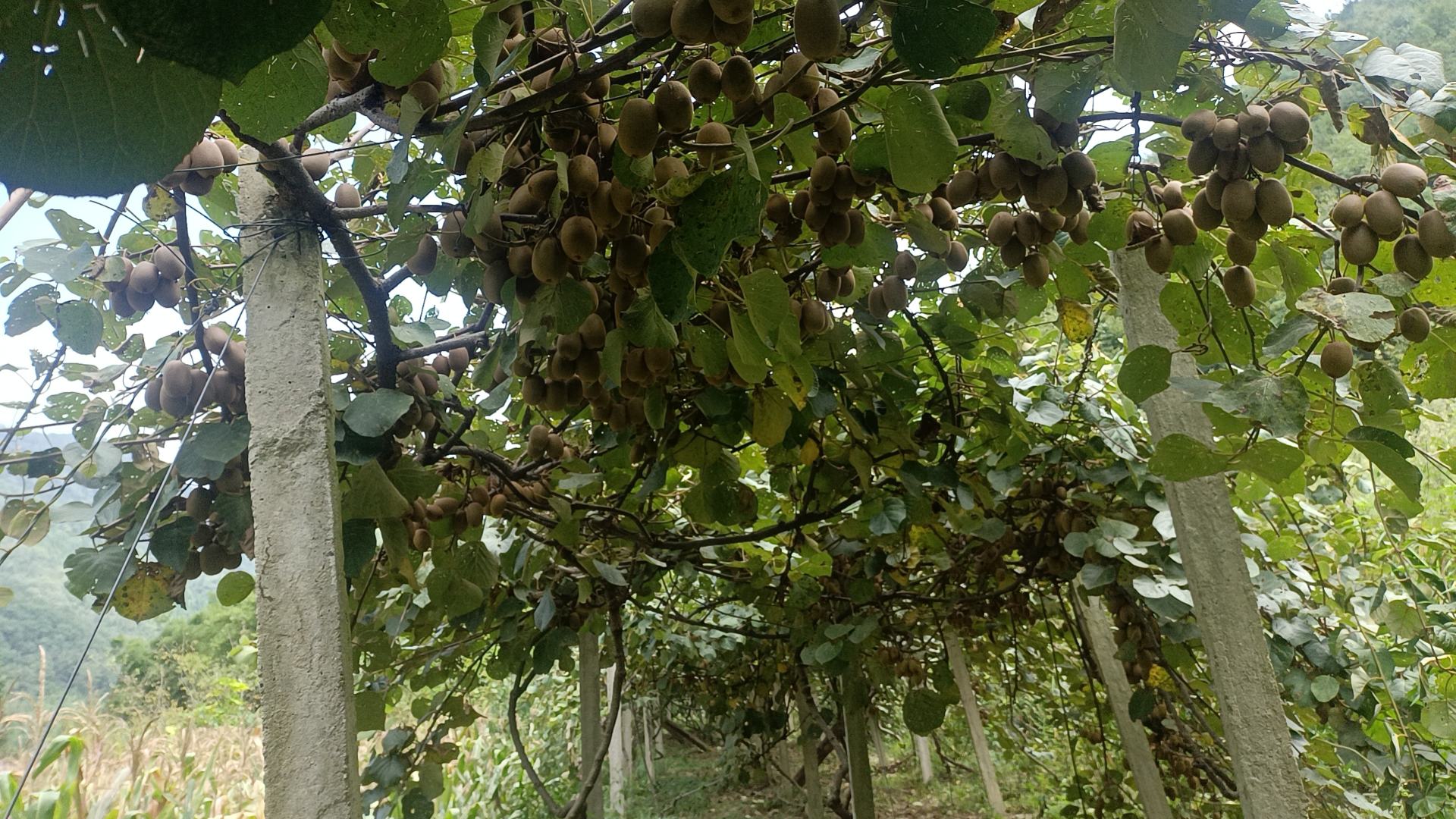 一段攀爬在支架上的软枣猕猴桃藤蔓,枝叶繁茂,多个叶腋处绽放出白色小花,部分花朵已开始凋谢,展现出完整的开花状态和生长环境 软枣猕猴桃开花藤蔓全景