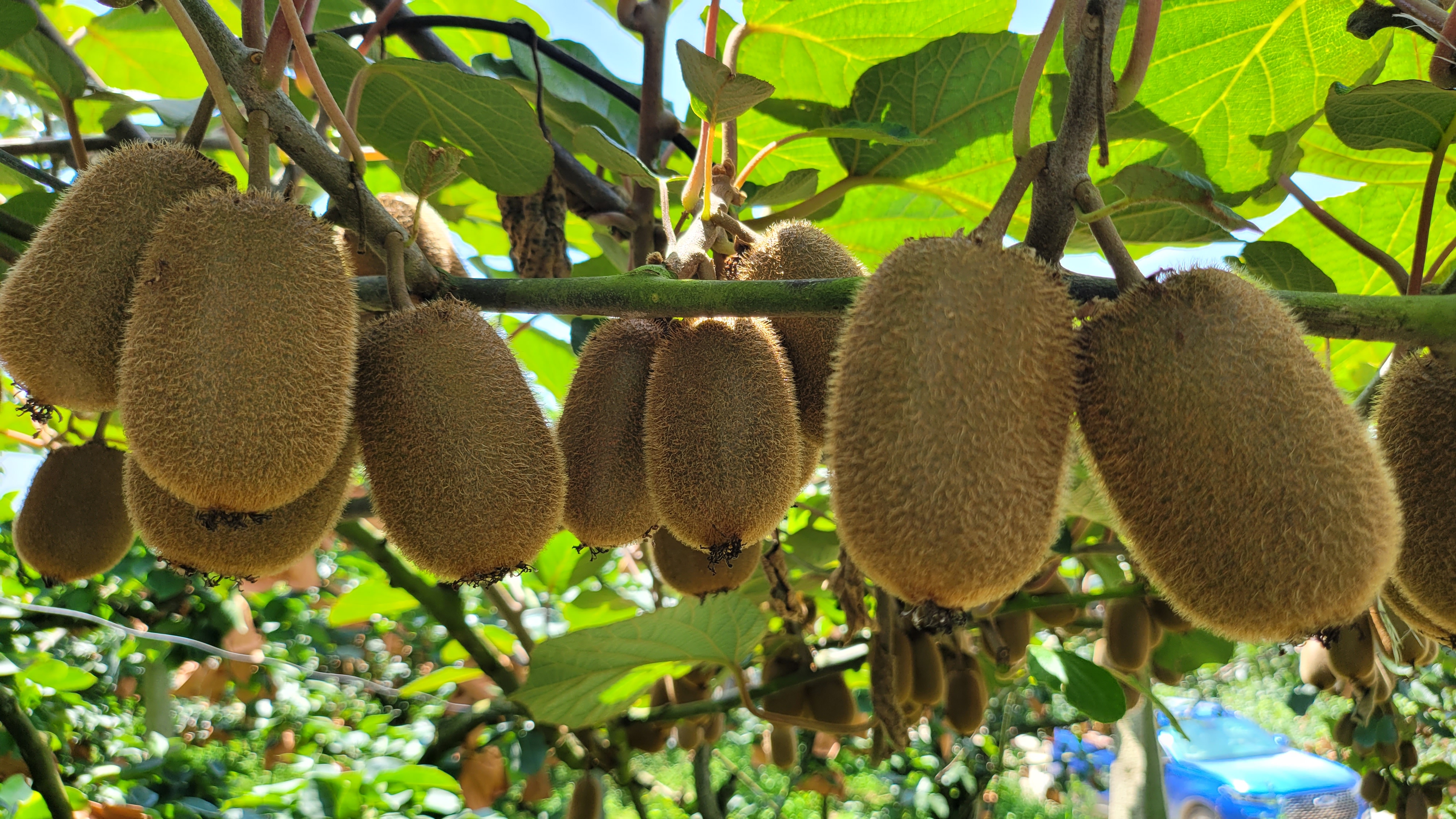 不同成熟阶段的猕猴桃对比图