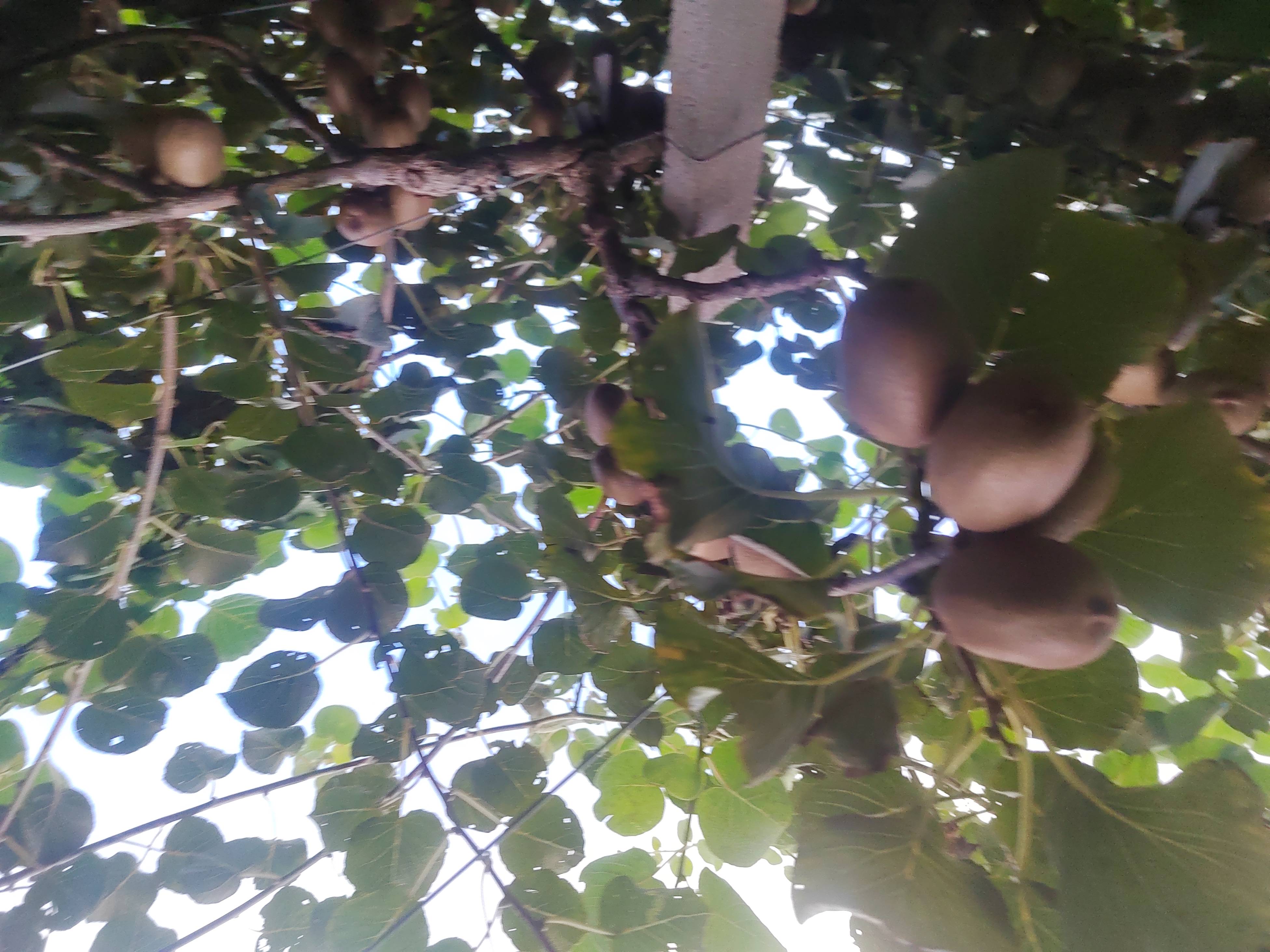 阳光下的猕猴桃果园,藤蔓缠绕支架,绿叶间挂满成熟果实 猕猴桃果园实景图