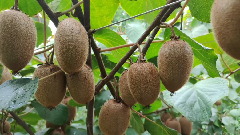 猕猴桃果园种植场景