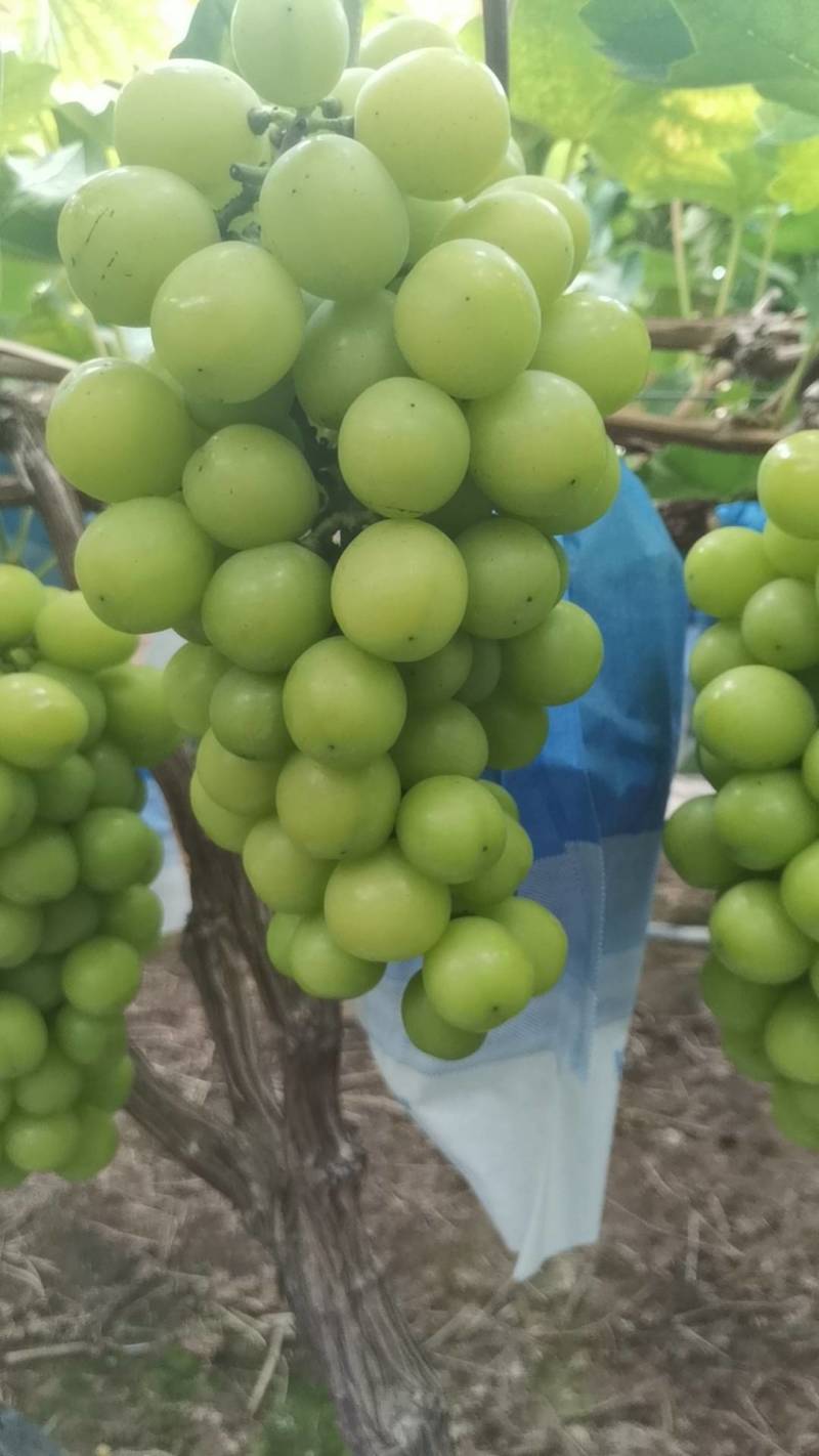 葡萄