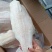 巴沙鱼带皮去皮纯干20斤9成8成7成