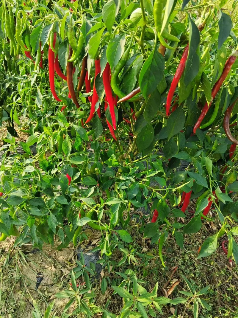 三号线椒烘干货