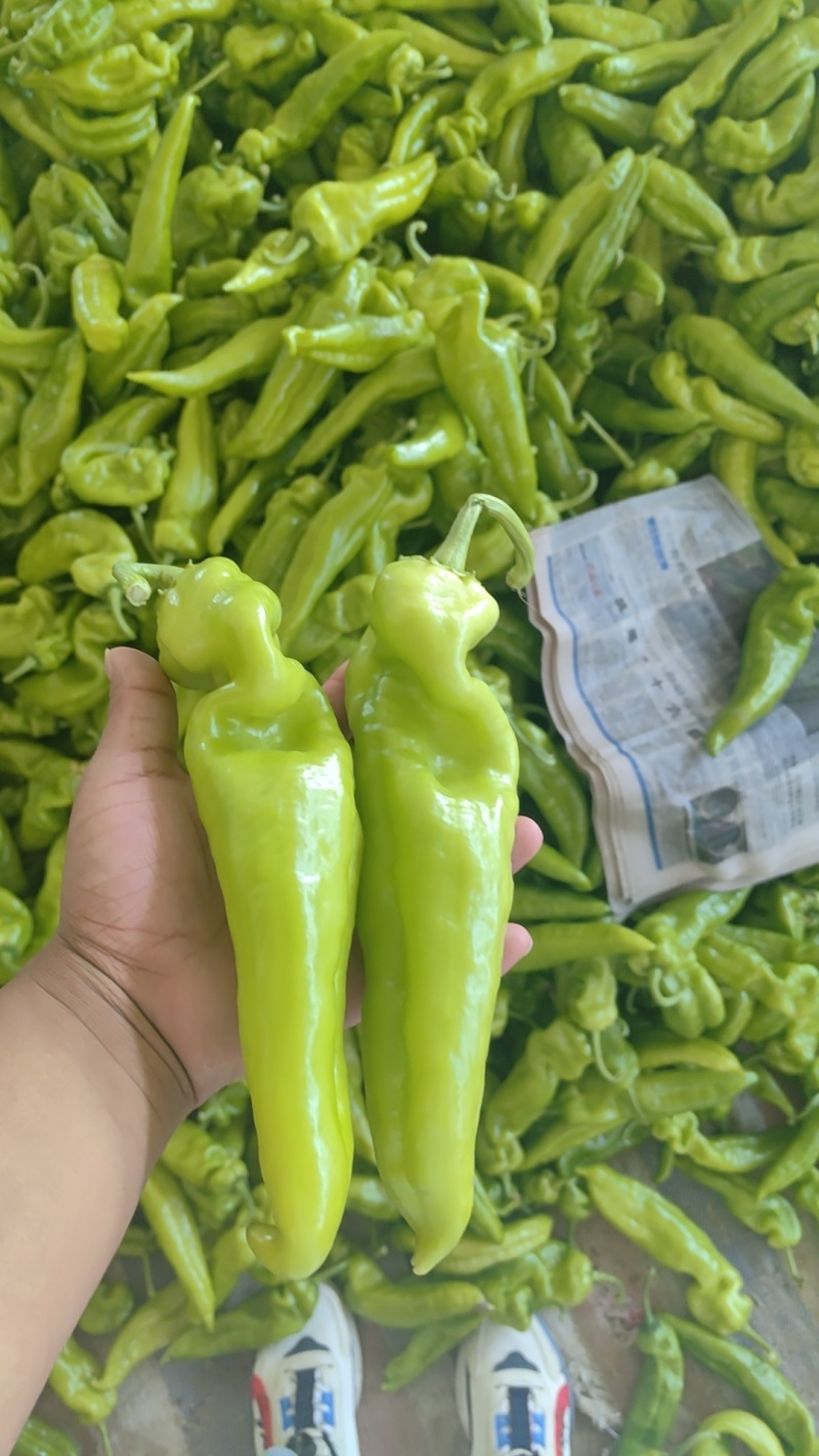 青尖椒八号线椒大炮椒螺线椒