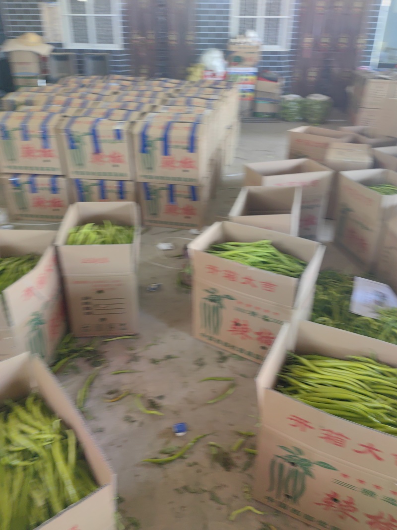 青尖椒八号线椒大炮椒螺线椒