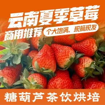云南四季商用草莓（快递包邮）