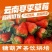 云南四季商用草莓（快递包邮）