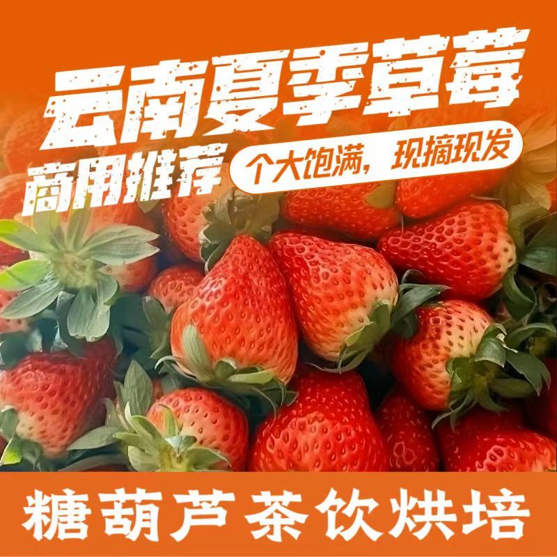 云南四季商用草莓（快递包邮）