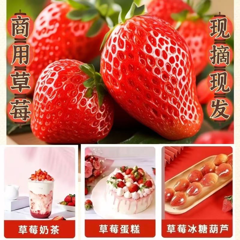 云南四季商用草莓（快递包邮）