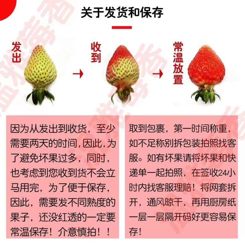 云南四季商用草莓（快递包邮）