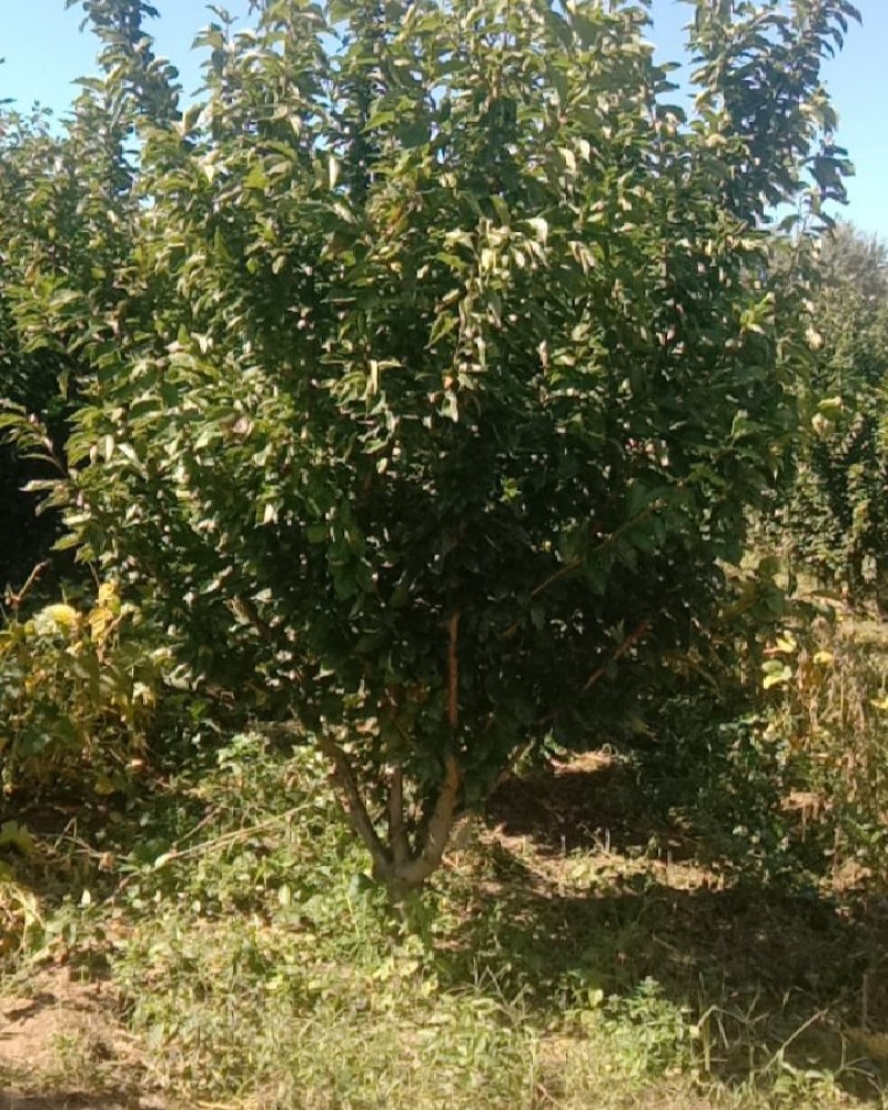 吉盛桃李子果树