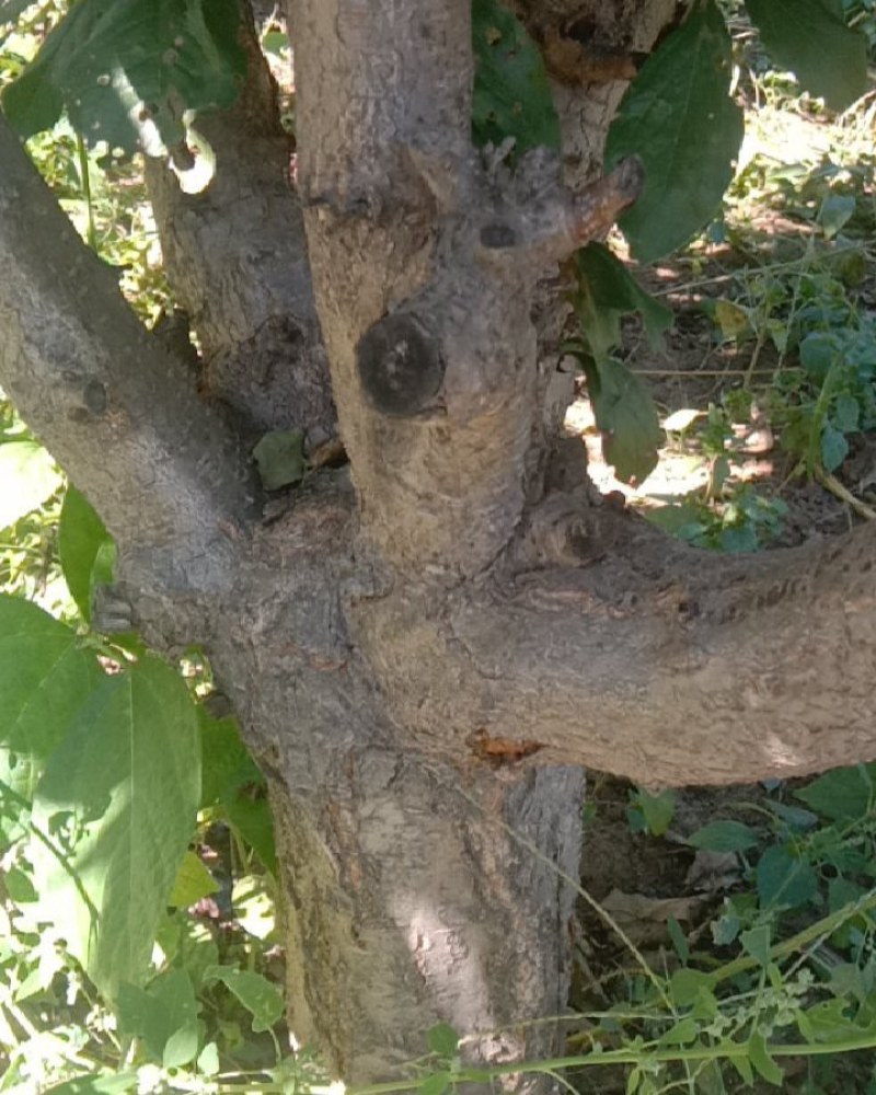 吉盛桃李子果树