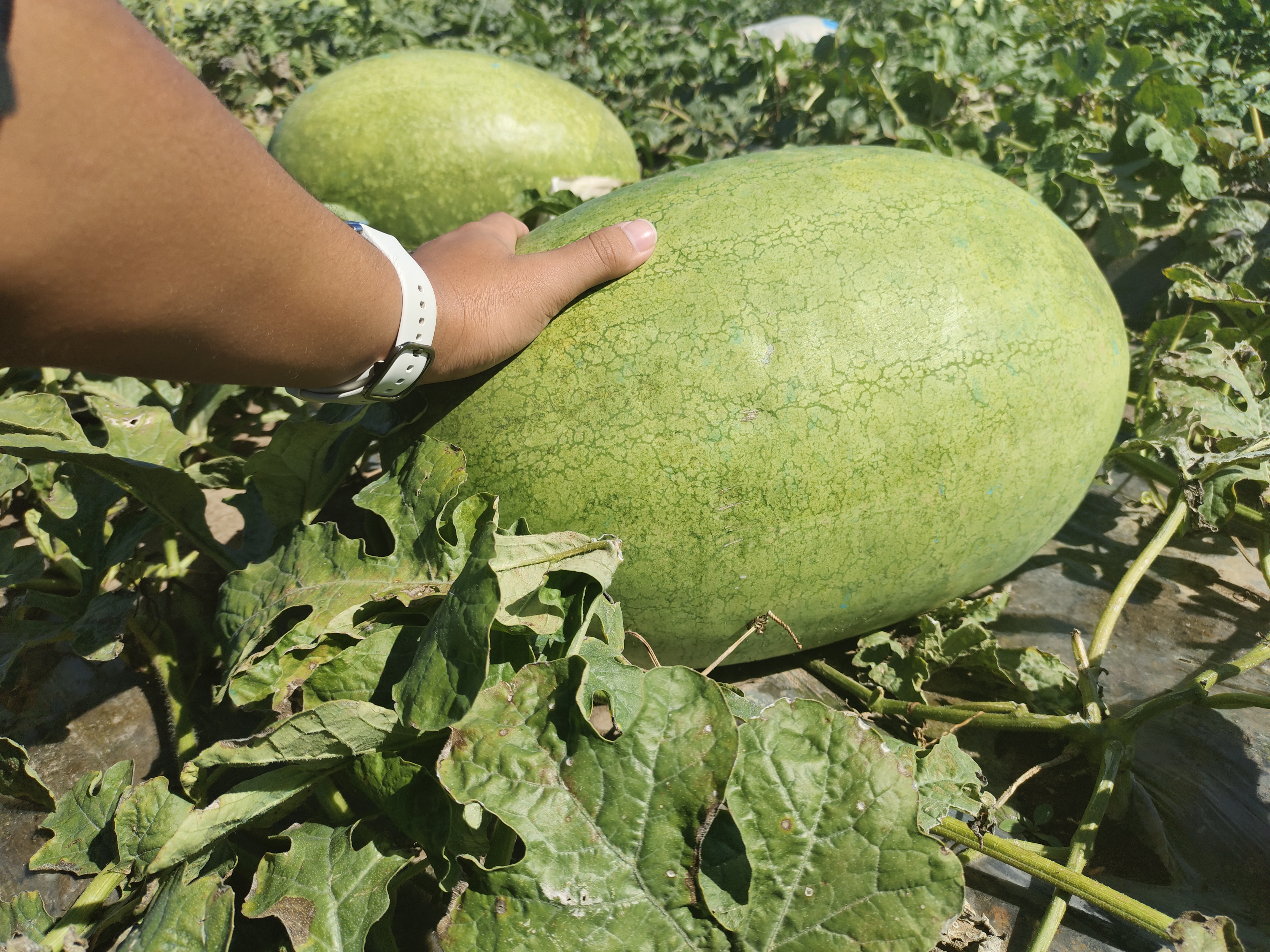 触摸黑美人西瓜的瓜蒂并感受整体重量