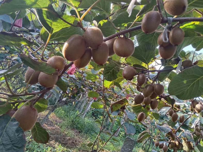 翠香猕猴桃果园实景图