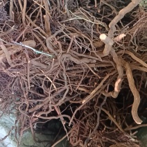 茜草