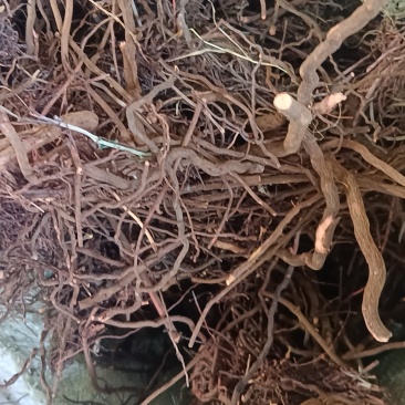 茜草
