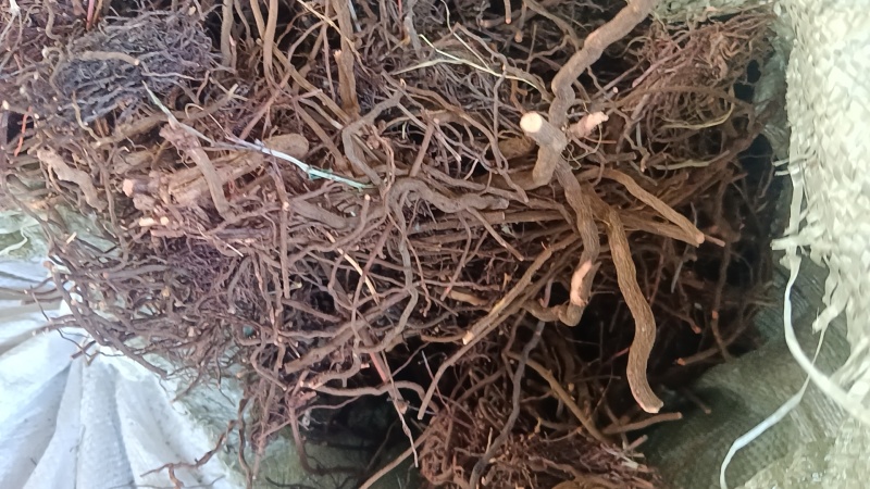 茜草