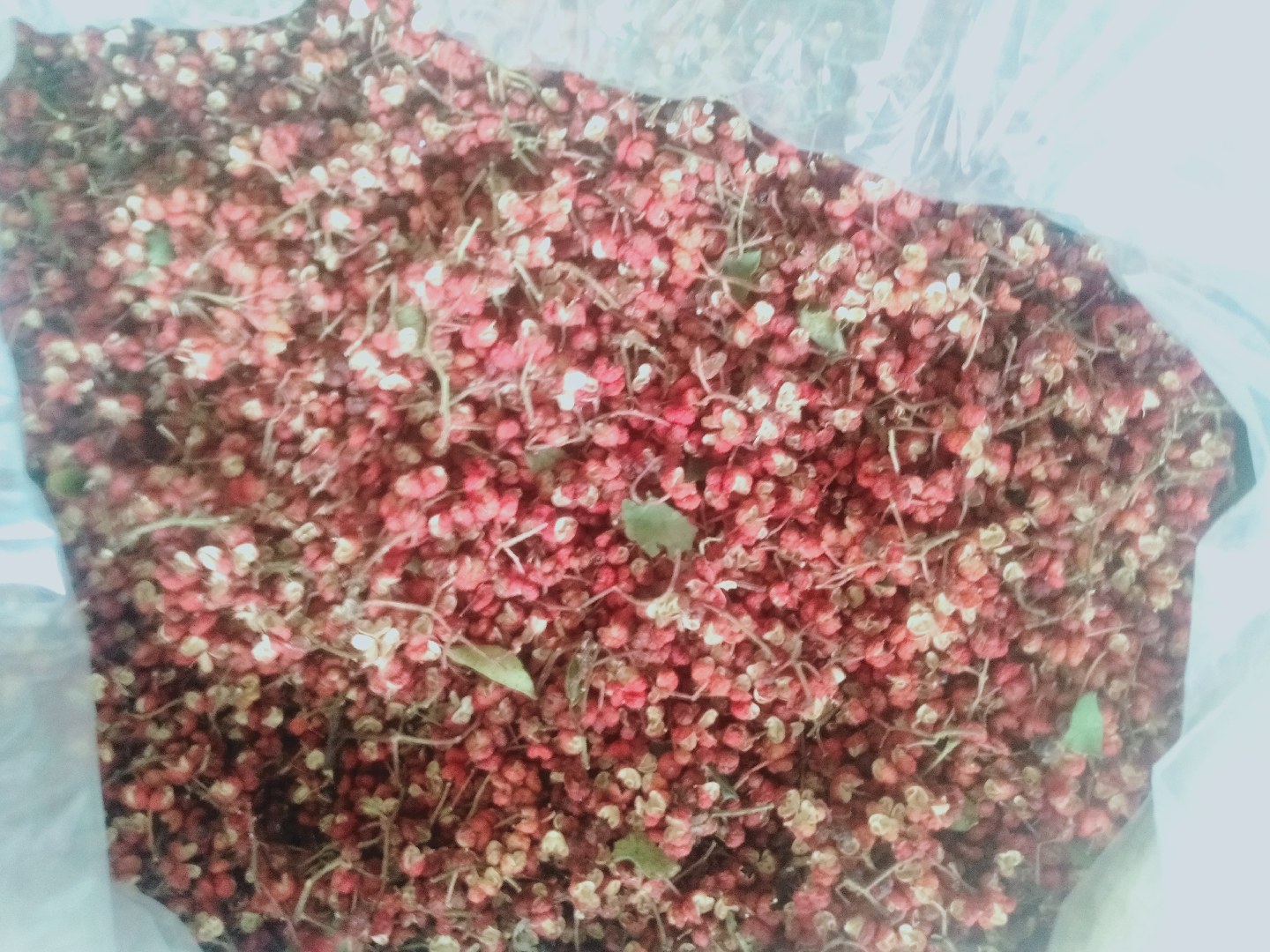 红椒气味辨别示意图