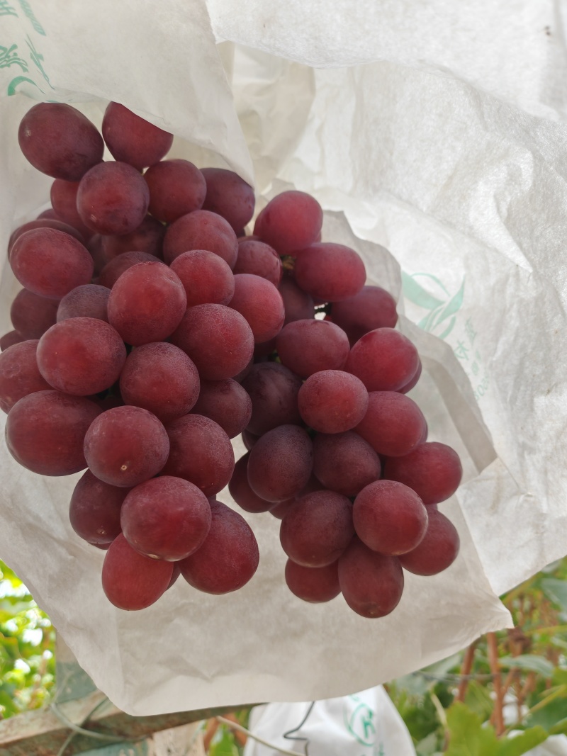 云南红提葡萄