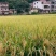 梯面山水种植农家香米品质保证诚信经营接商超市场电商