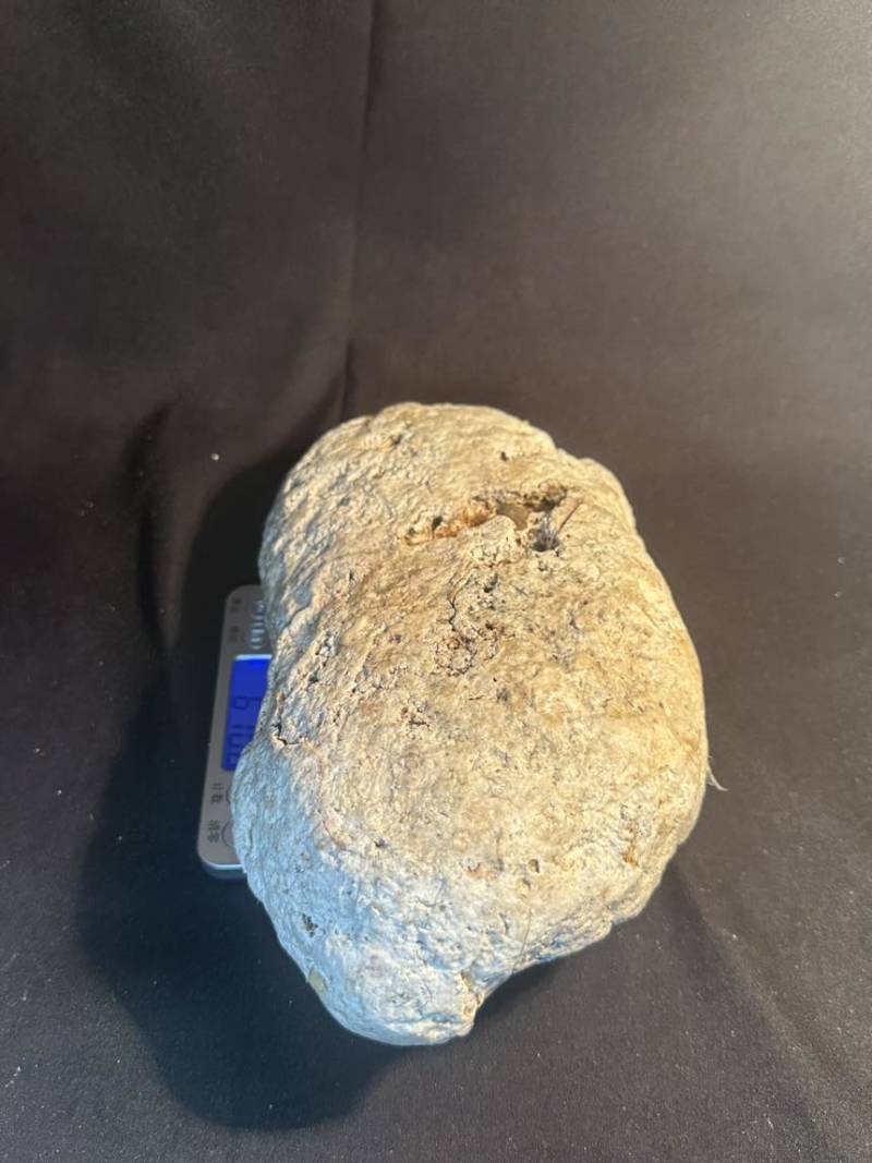 白龙涎香-价格面议