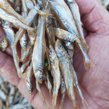 公鱼干油炸公鱼4一6公分东北贷