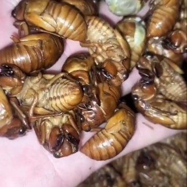 金蝉蛹，大量有货，需要的联系