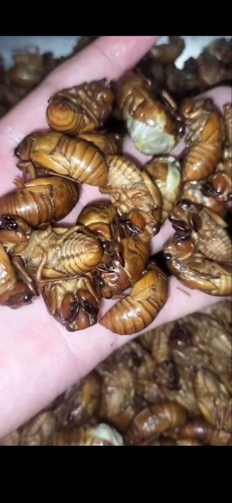 金蝉蛹，大量有货，需要的联系
