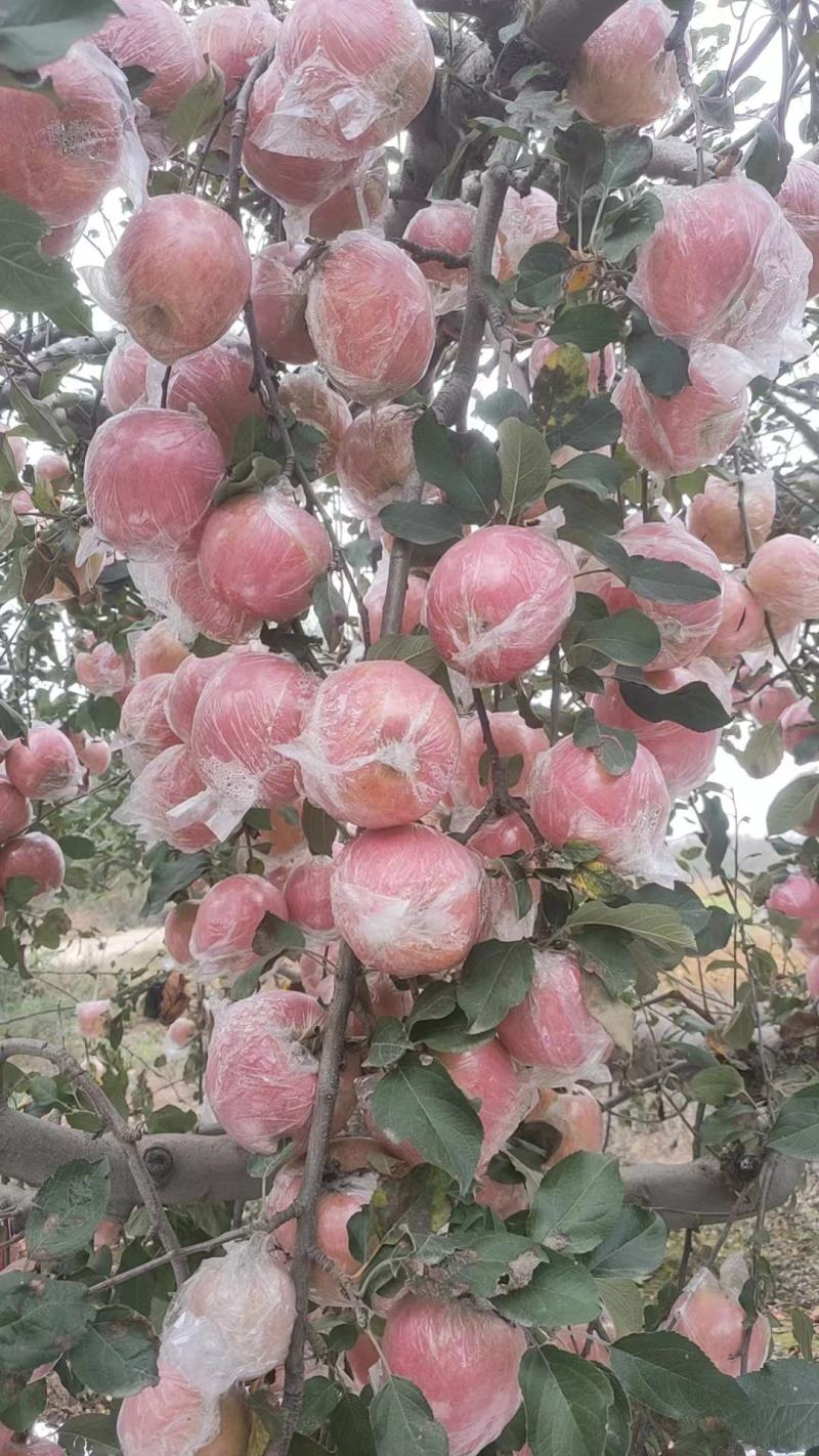 红富士苹果，红星苹果