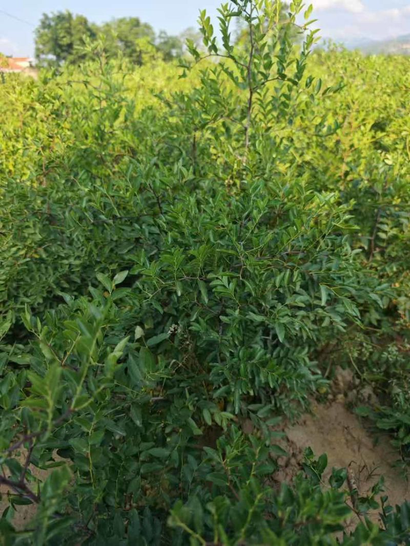 药用酸枣苗，双仁酸枣苗