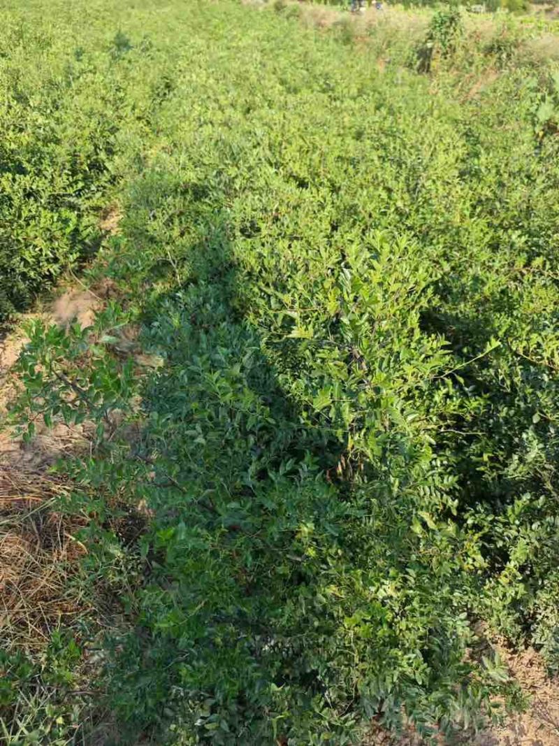 药用酸枣苗，双仁酸枣苗