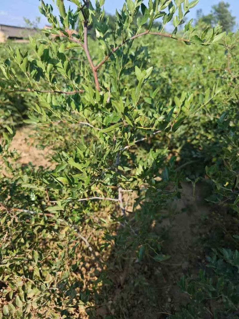 药用酸枣苗，双仁酸枣苗