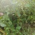 药用连翘苗，1-3年生