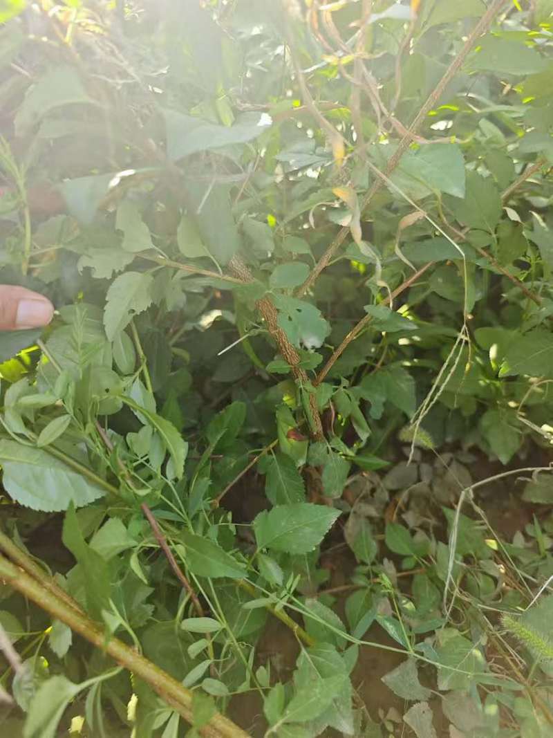 药用连翘苗，1-3年生