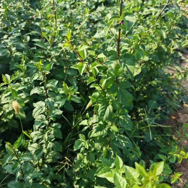药用连翘苗，1-3年生