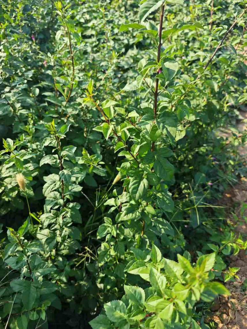 药用连翘苗，1-3年生
