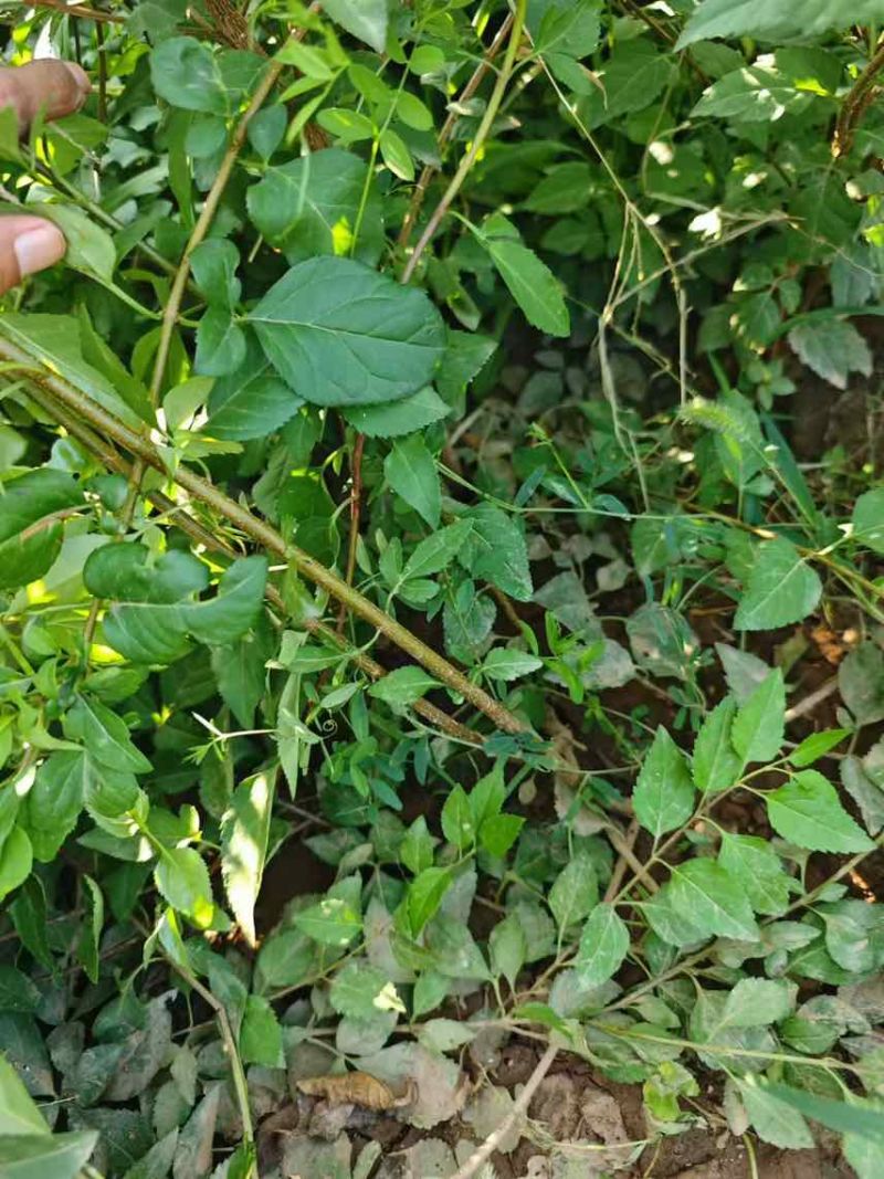 药用连翘苗，1-3年生