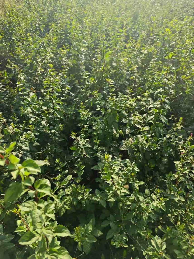 药用连翘苗，1-3年生
