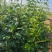 药用连翘苗，1-3年生