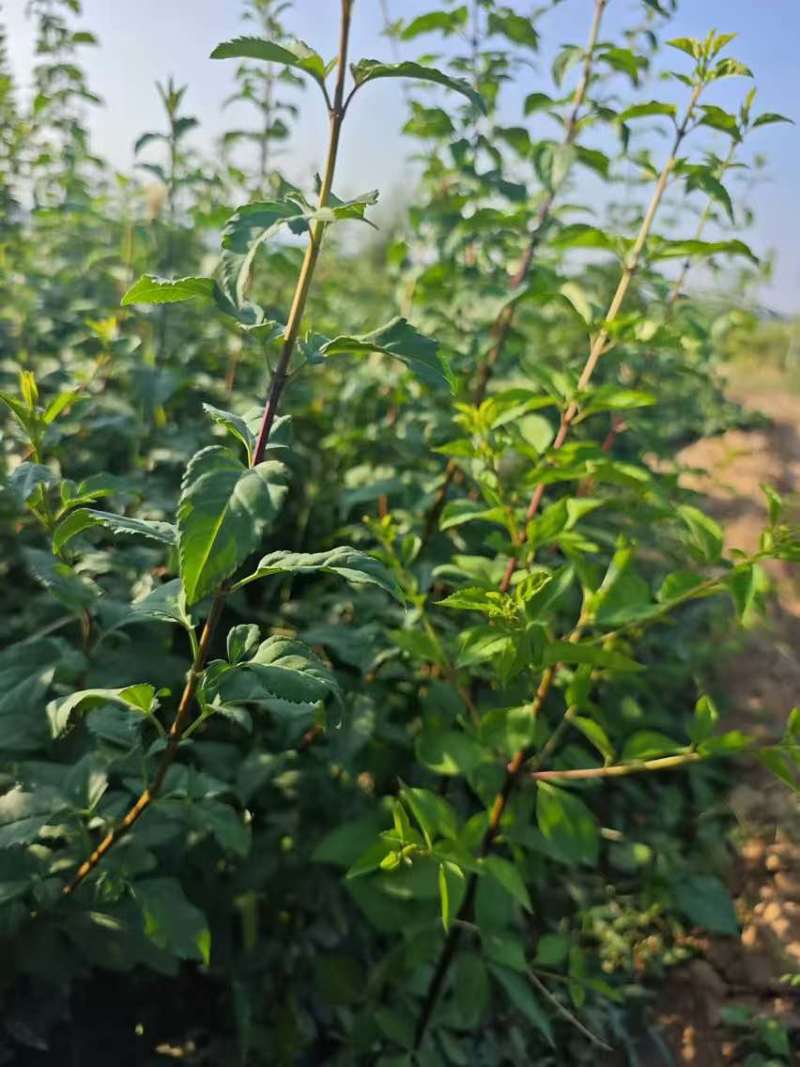 药用连翘苗，1-3年生