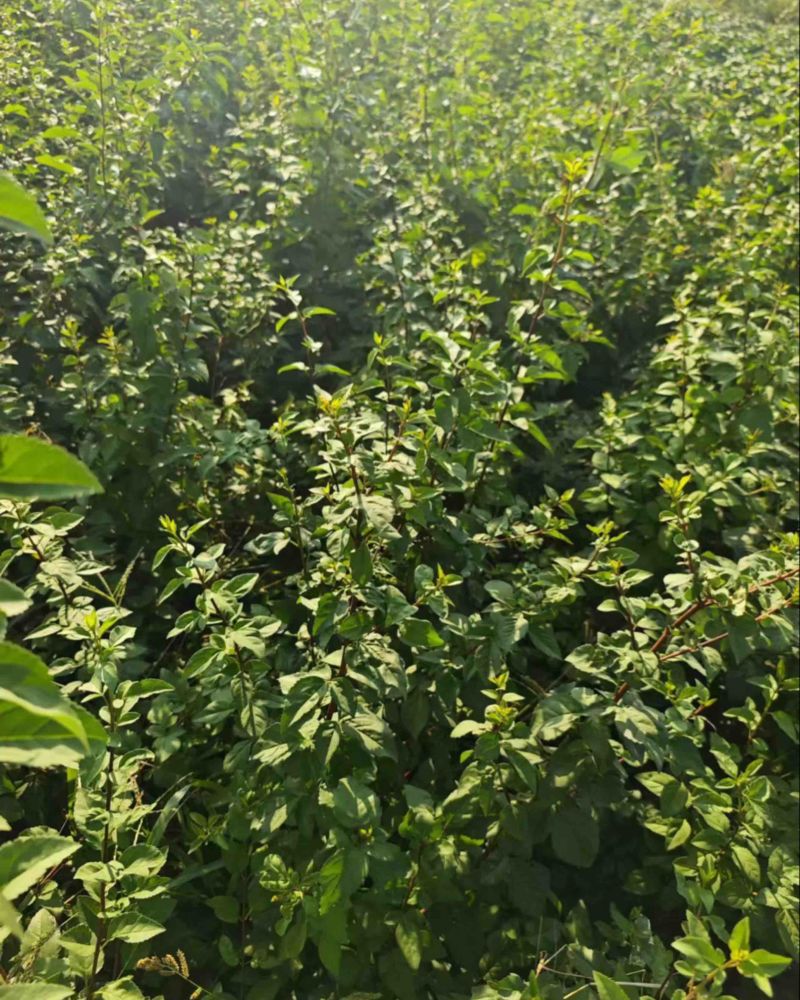 药用连翘苗，1-3年生