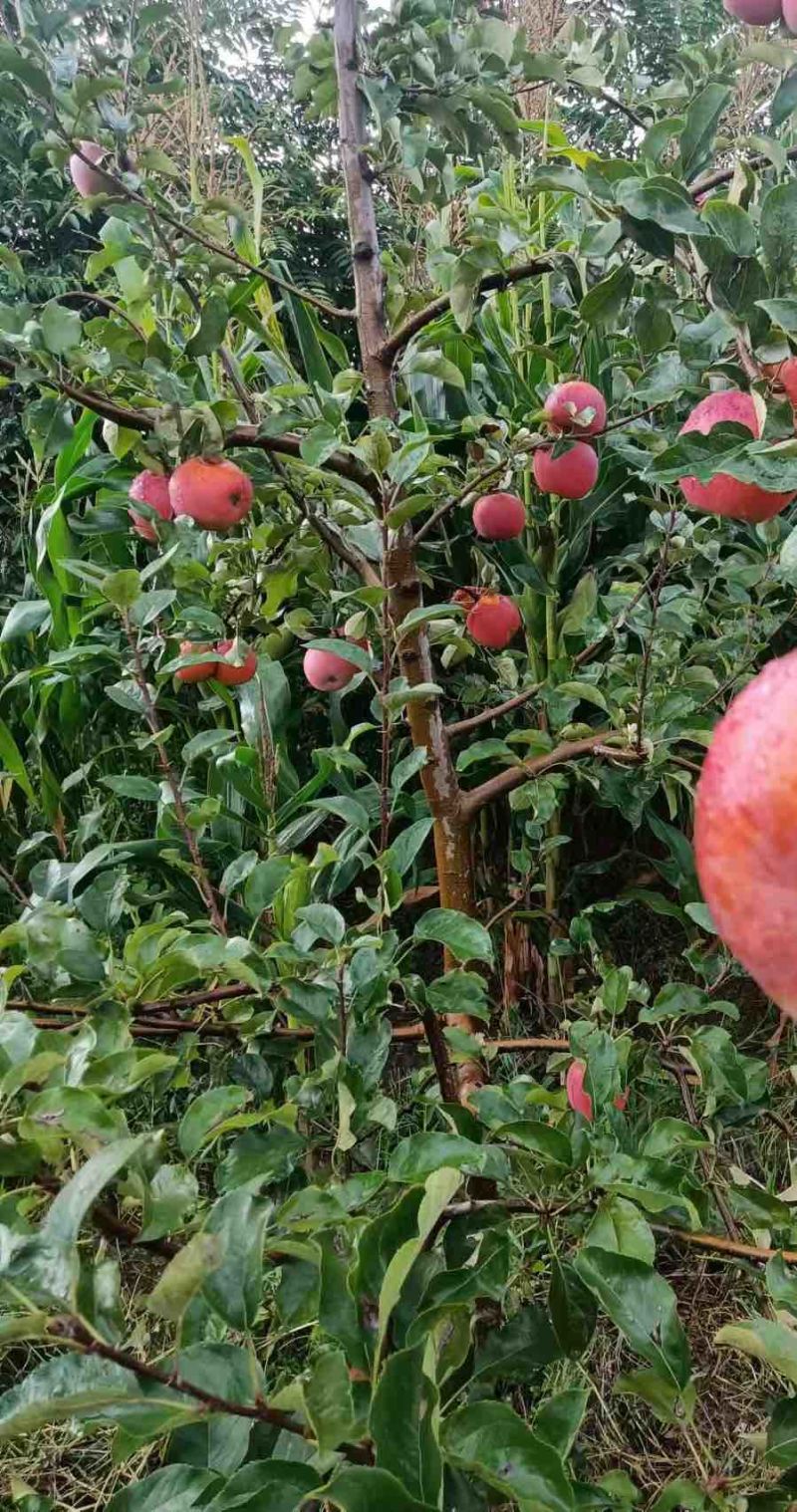 正宗昭通苹果脆甜