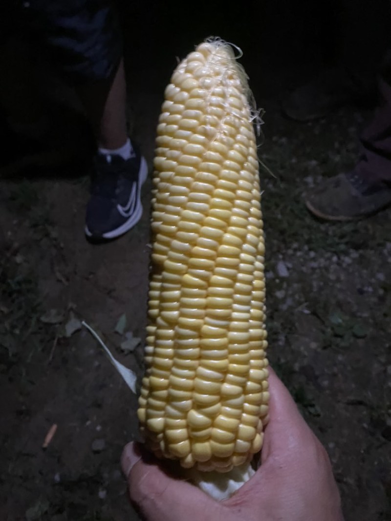 甜玉米尾货，冒头，工厂货，价格便宜