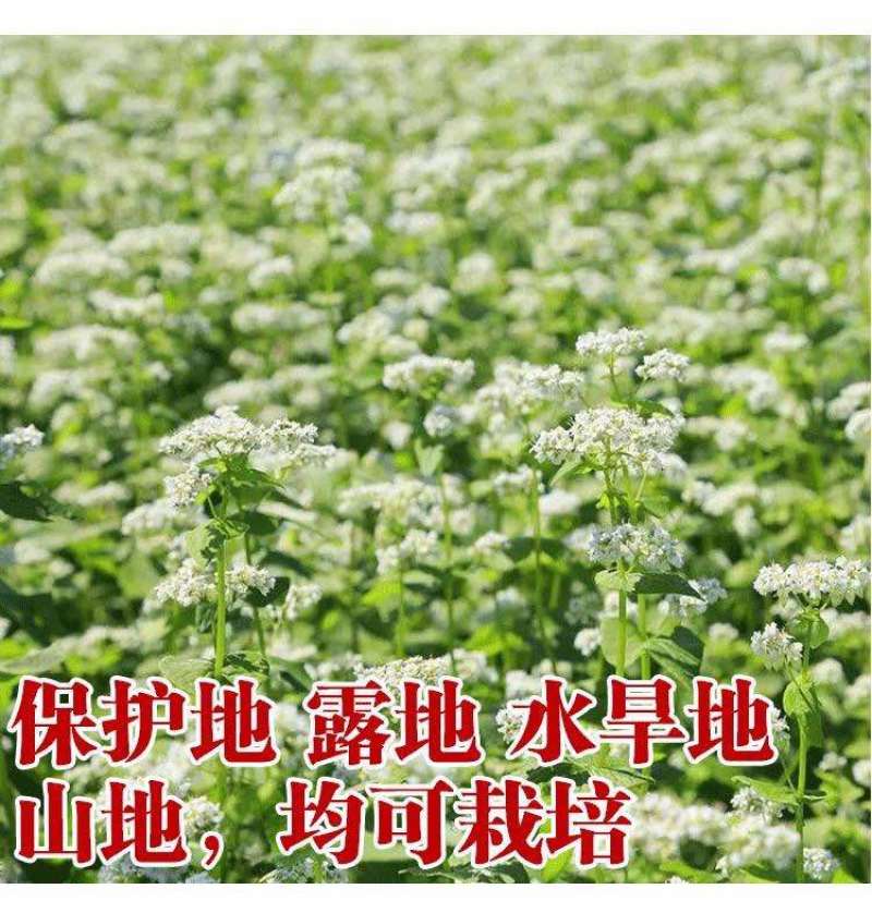 荞麦带壳荞麦农家自种当季新货散装