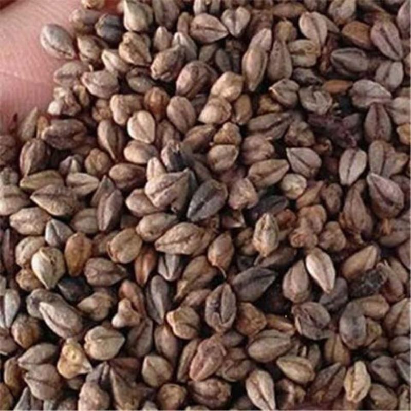 荞麦带壳荞麦农家自种当季新货散装