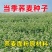 荞麦带壳荞麦农家自种当季新货散装
