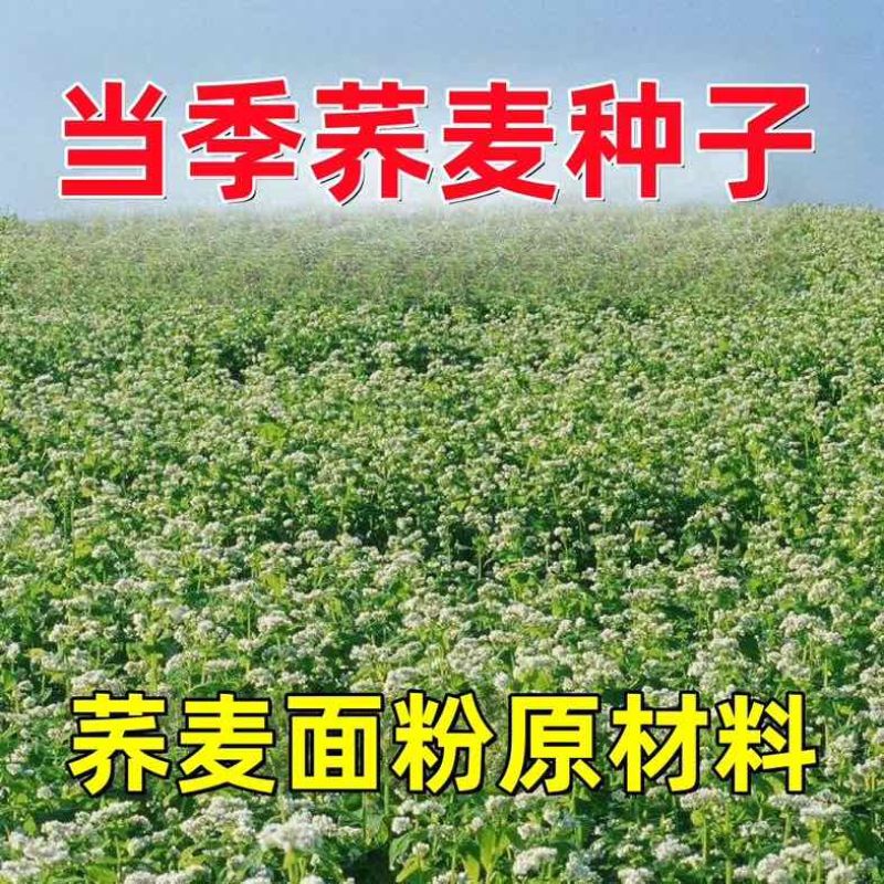荞麦带壳荞麦农家自种当季新货散装
