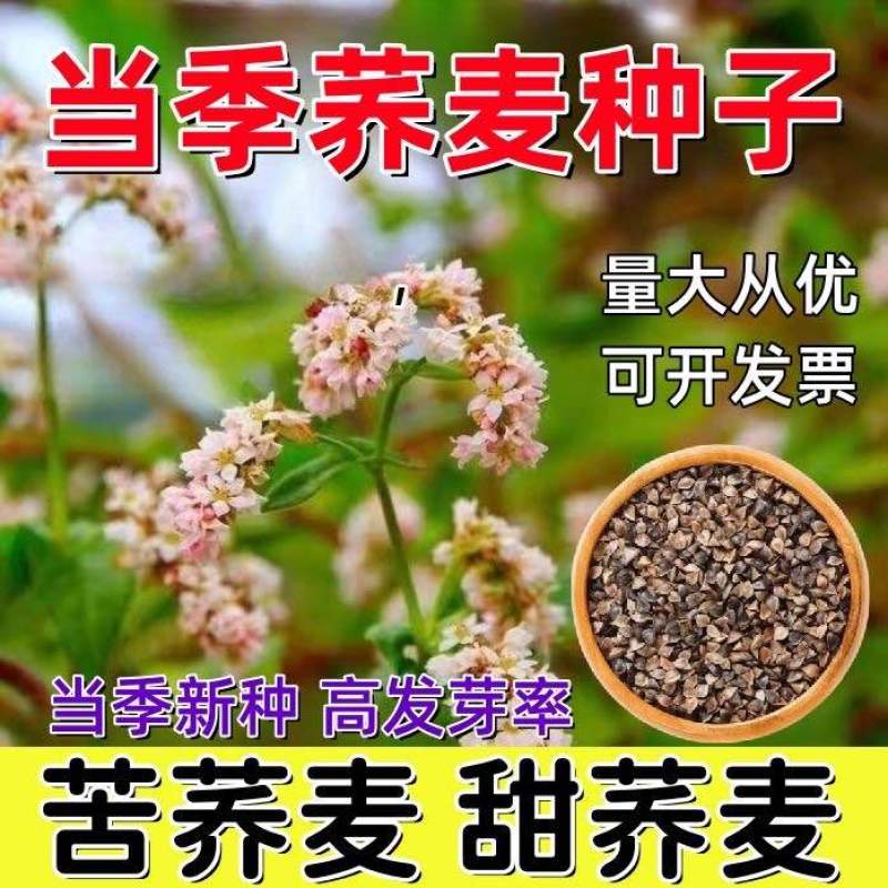 荞麦带壳荞麦农家自种当季新货散装