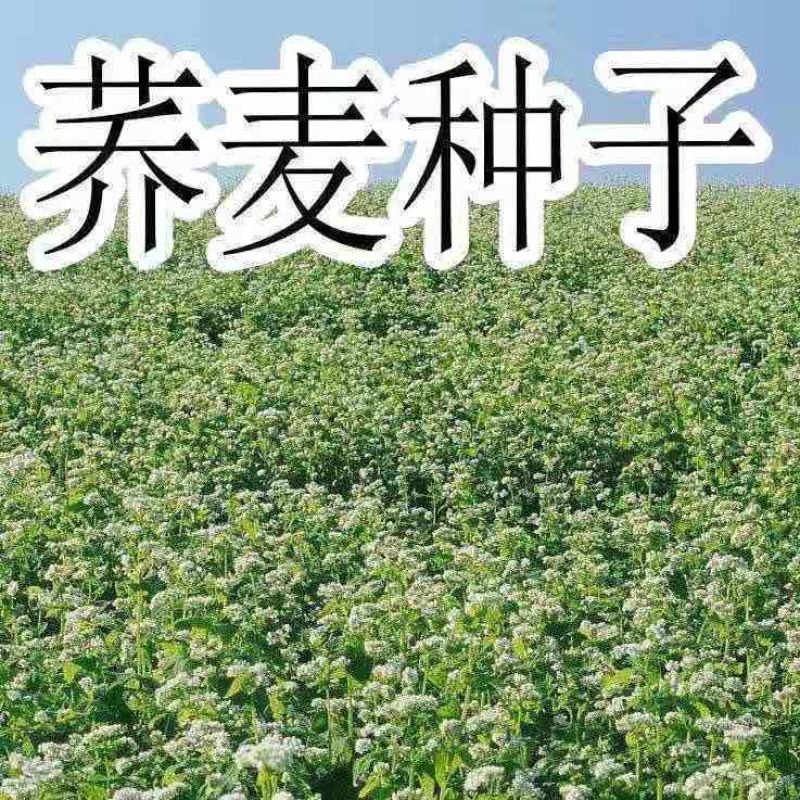 荞麦带壳荞麦农家自种当季新货散装